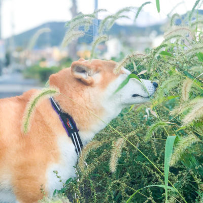 攻撃的で気難しい我が家の柴犬は首輪の付け外しが難しい 我が家の柴犬図鑑