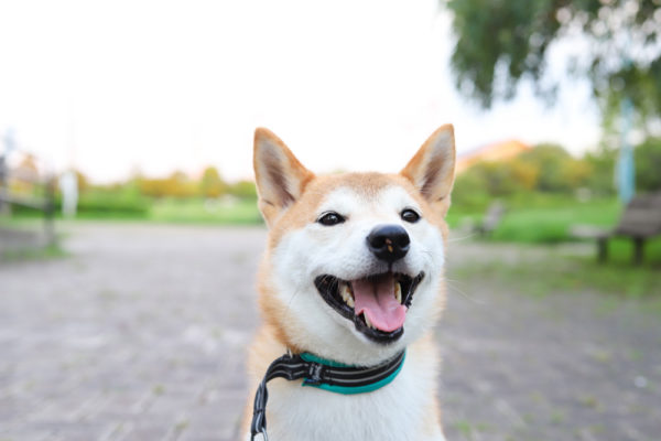 首輪嫌いの柴犬におすすめハーフチョーク