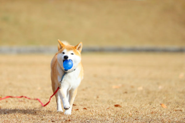 ボールを持ってくる柴犬