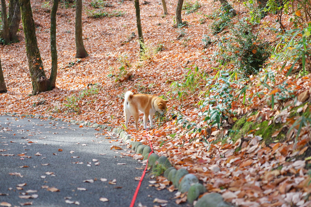 散歩をする柴犬