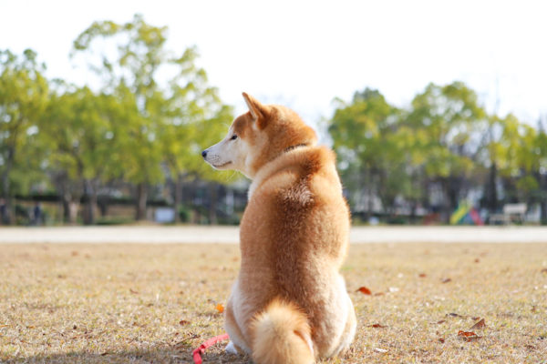 飽きっぽい柴犬