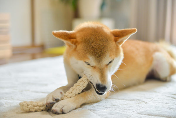 ロープを噛む柴犬