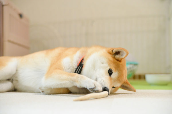 鹿の角で遊ぶ柴犬