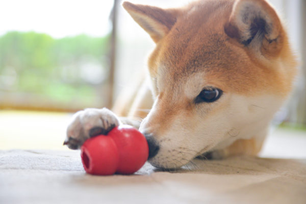 コングを噛む柴犬