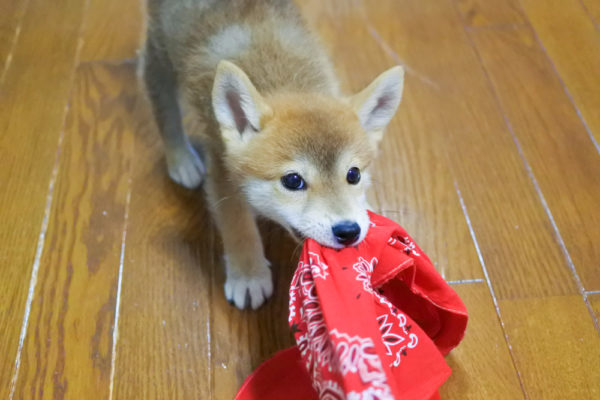 柴犬の子犬の噛み癖