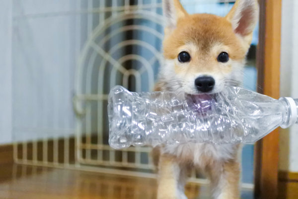 ペットボトルを噛む柴犬