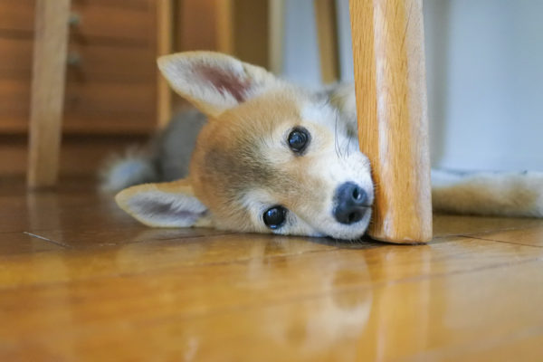 家具に噛みつく柴犬