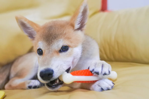 デンタルボーンを噛む柴犬