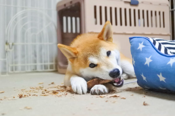 木の棒を噛む柴犬