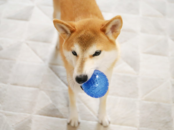 ボールを噛む柴犬