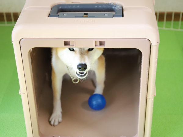 クレートに入る柴犬