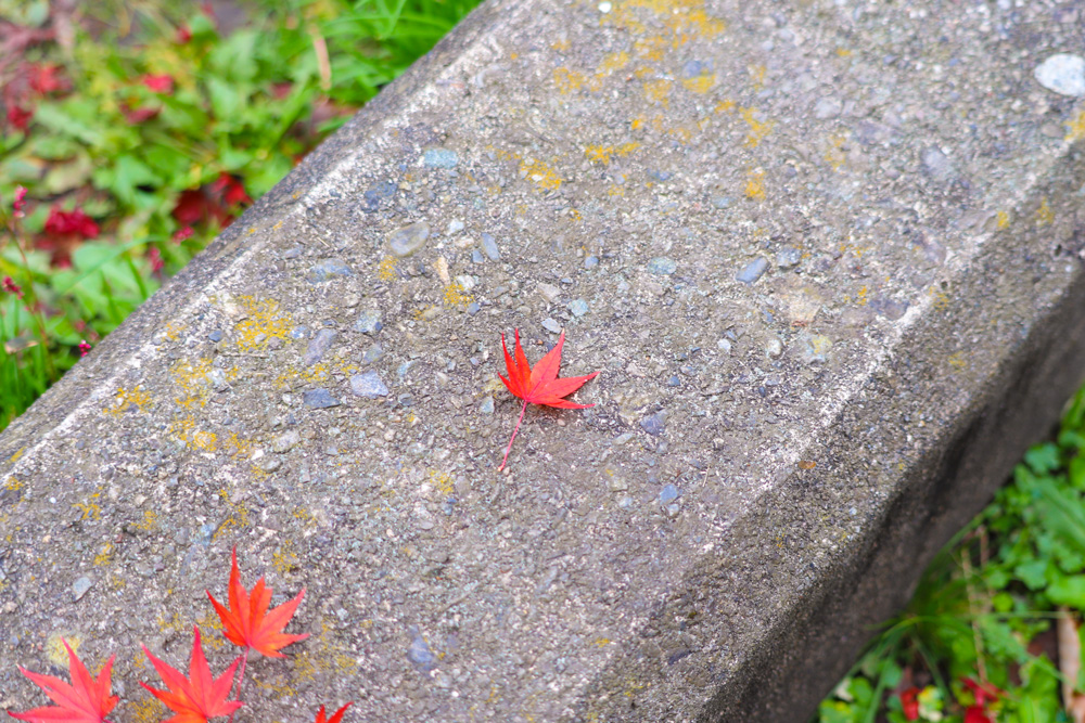 定光寺公園の紅葉