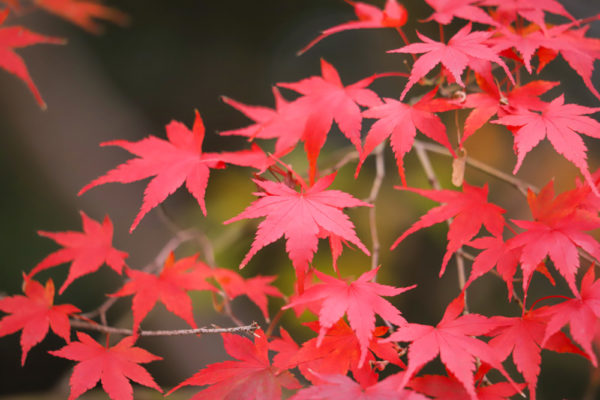 定光寺公園の紅葉