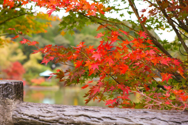 定光寺公園の紅葉