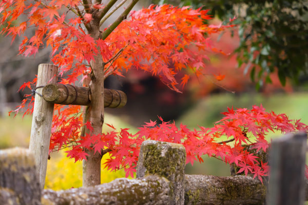 定光寺公園の紅葉