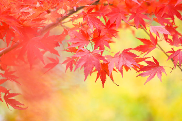 定光寺公園の紅葉