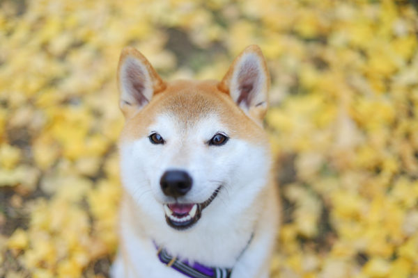 柴犬のおすわり