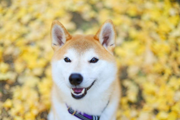 定光寺公園で犬の散歩