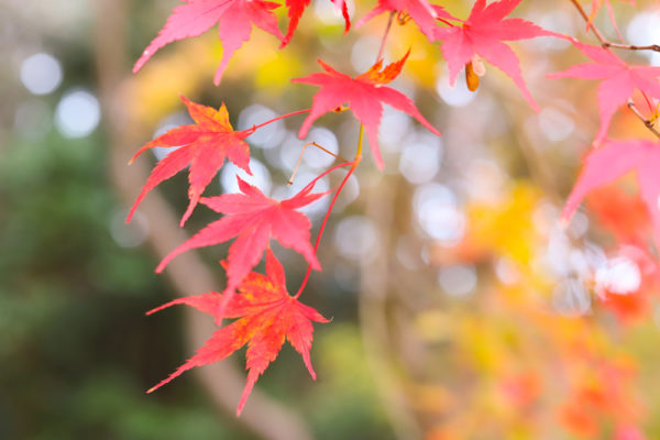 定光寺公園の紅葉