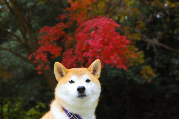 紅葉と柴犬