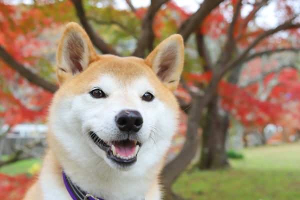 紅葉と柴犬