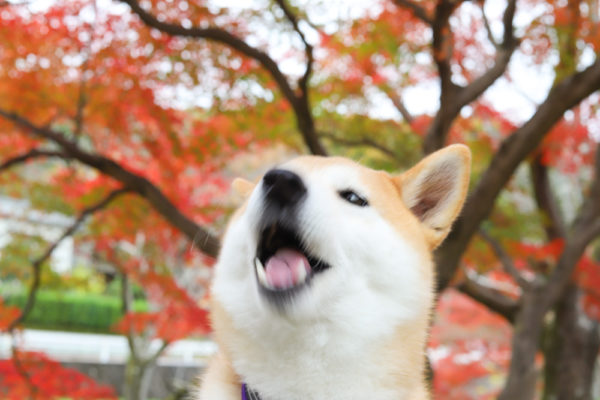 紅葉と柴犬