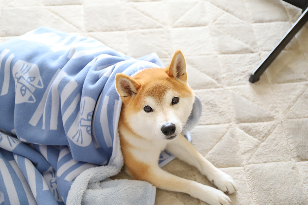 毛布と柴犬