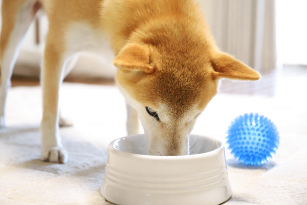 ごはんを食べる柴犬