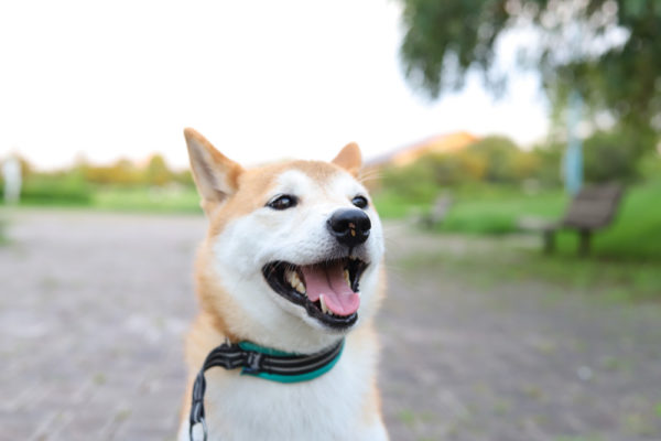 散歩中の柴犬