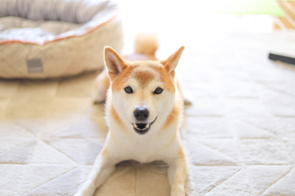 柴犬の伏せ