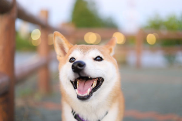 散歩中の柴犬