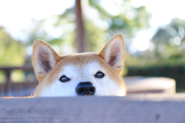 攻撃性のある柴犬