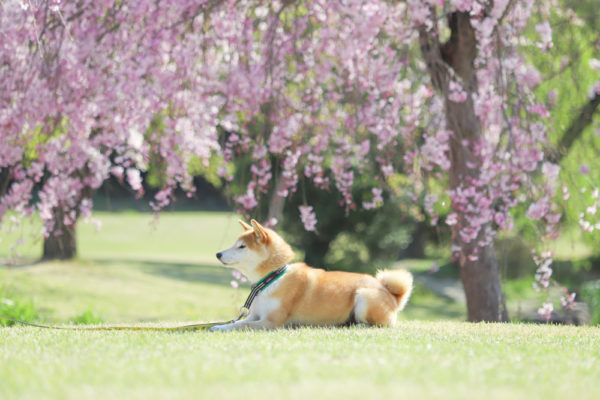 柴犬、4歳になると大人しくなる