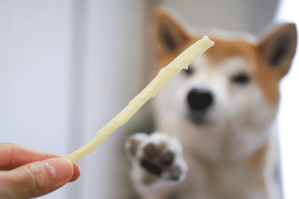 ガムを欲しがる柴犬