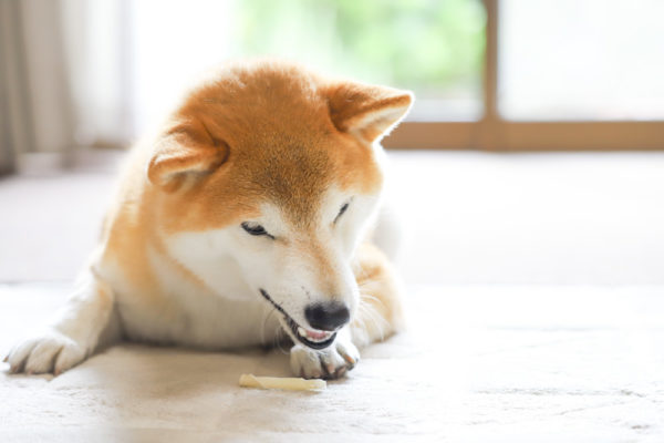 柴犬のフードアグレッシブ