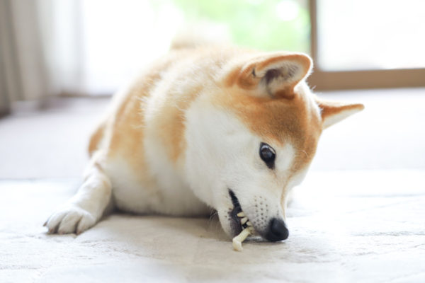 硬いガムでフードアグレッシブになる柴犬