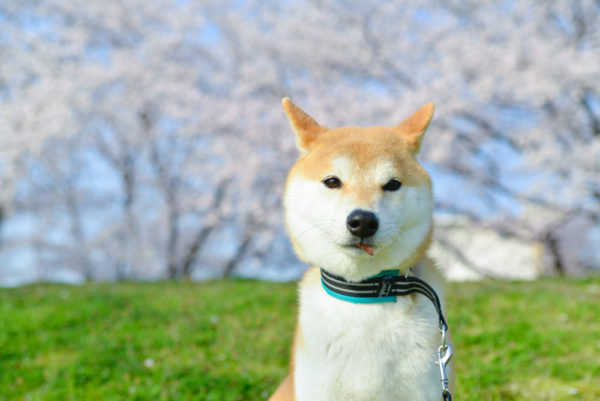 首輪が苦手な柴犬にハーフチョークを