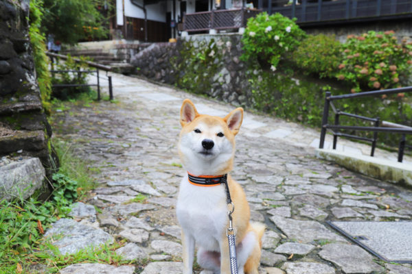 首輪を嫌がる柴犬にハーフチョークを