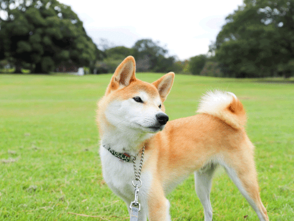 首輪を嫌がる柴犬にハーフチョーク