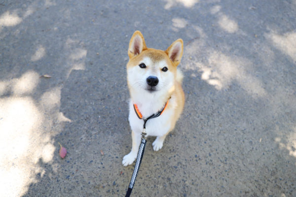 首輪が苦手な柴犬にハーフチョーク