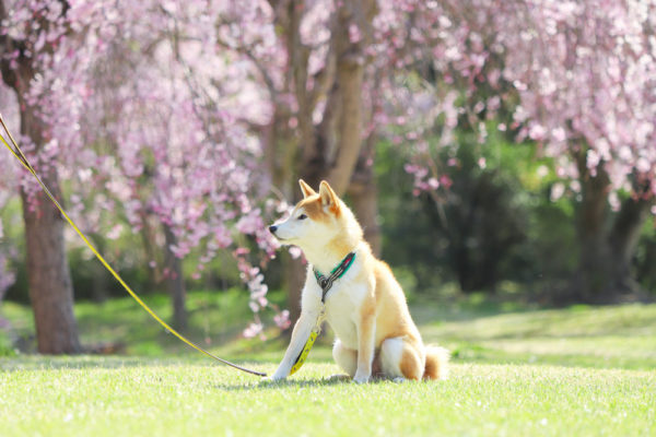 柴犬とハーフチョーク をつけてお散歩