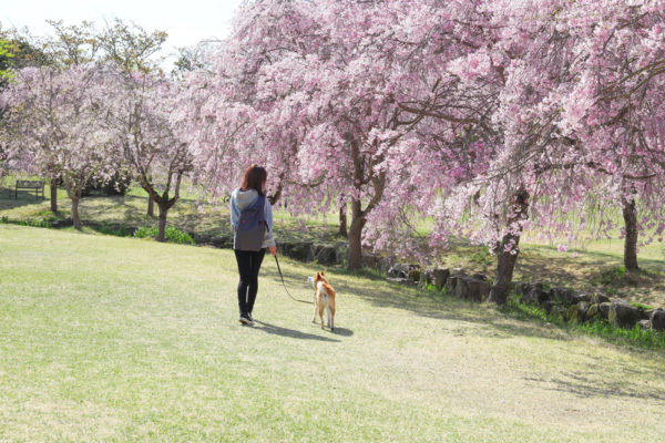 柴犬と散歩