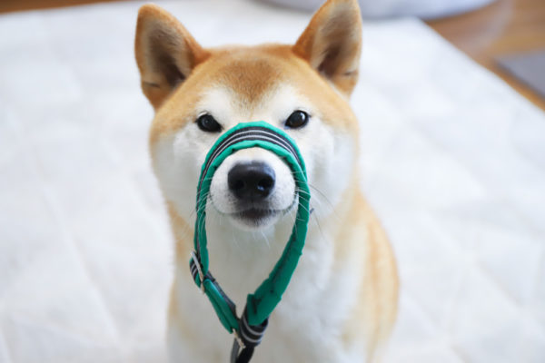 首輪を嫌がる柴犬にハーフチョーク