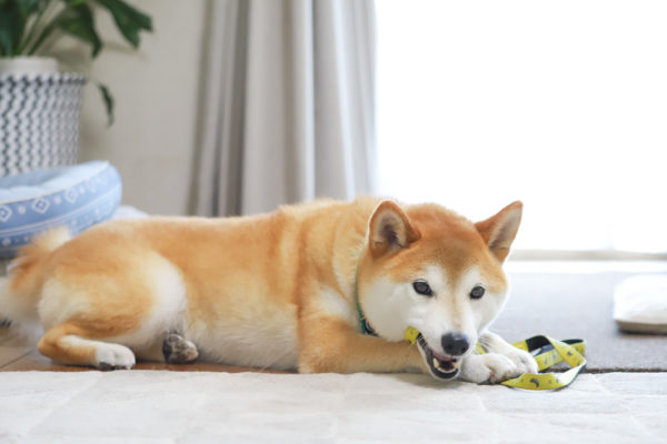 柴犬のトリミング