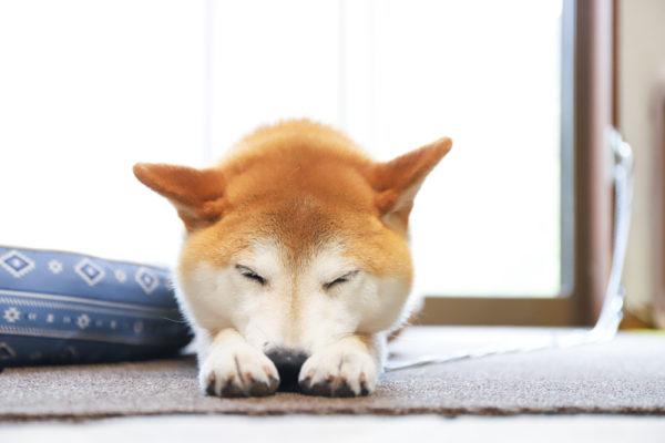 寝ている柴犬