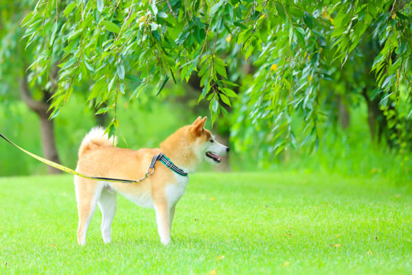 柴犬の散歩