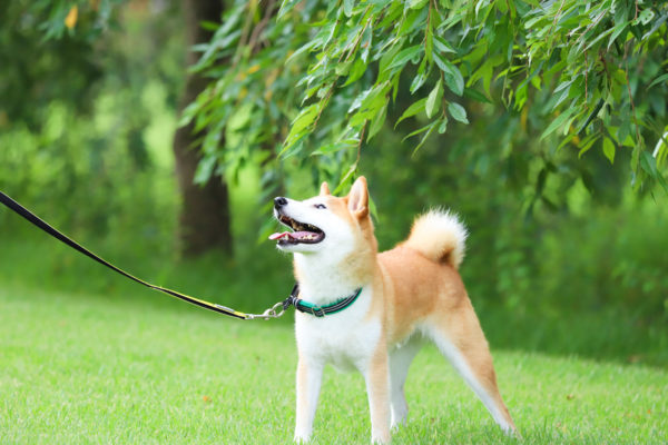 触ると怒る柴犬