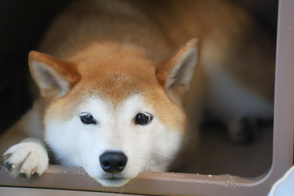 柴犬のフードアグレッシブ