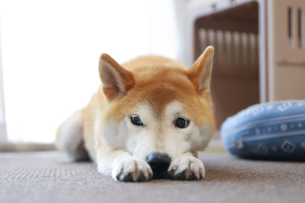 柴犬のフードアグレッシブ