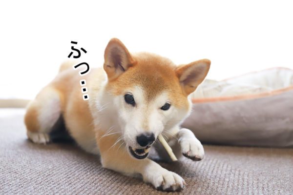 外面がいい柴犬